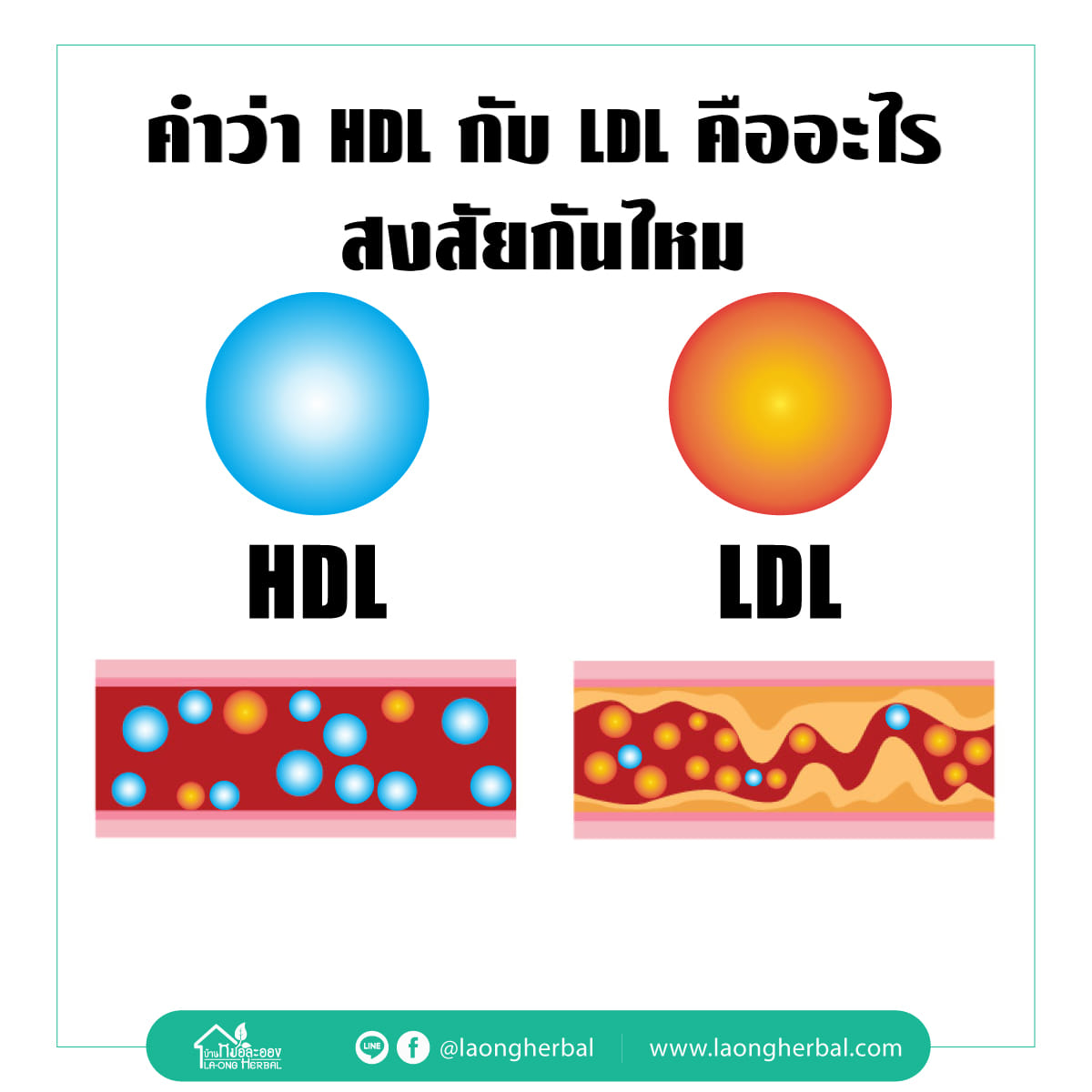 ค่า HDL คือ